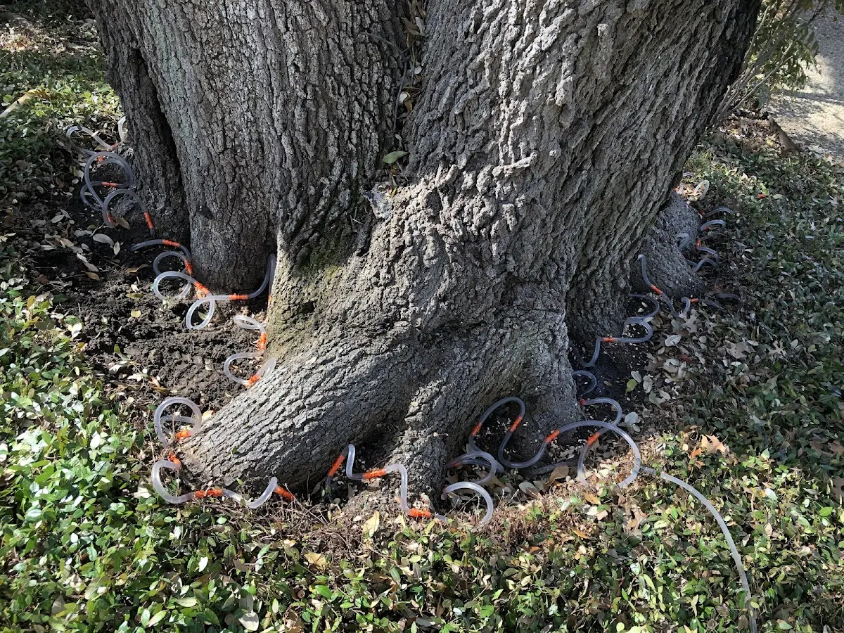 Detailed Tree Cabling and Bracing job site in Naoma